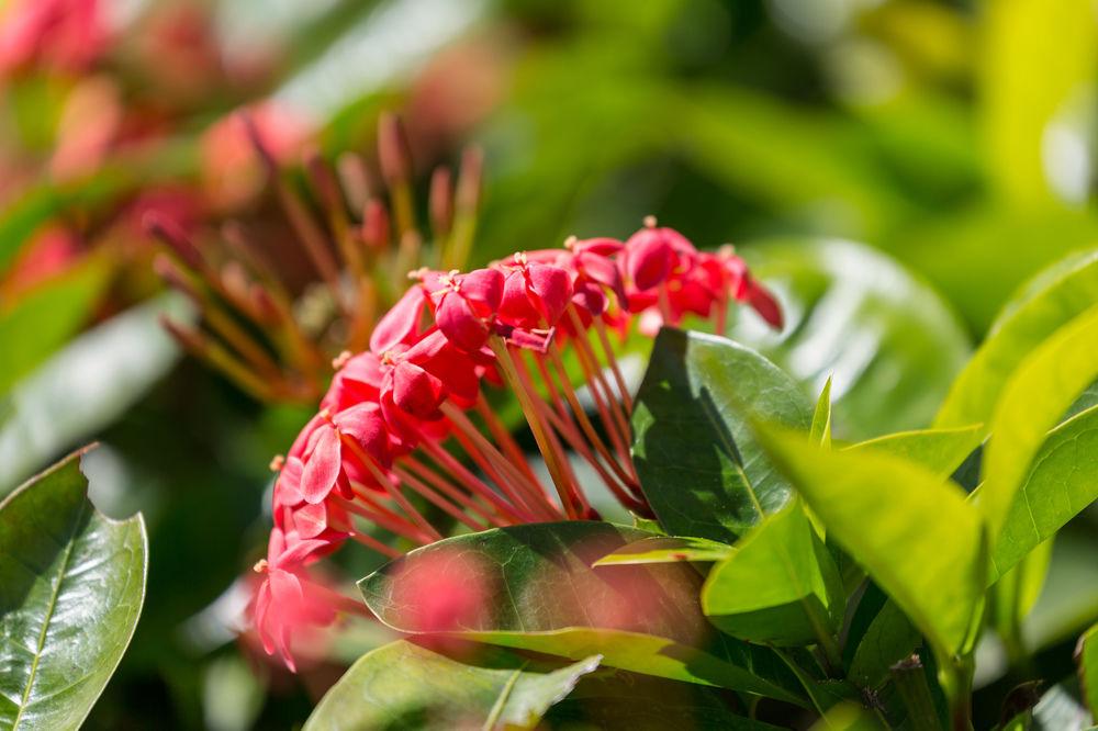 Courtyard By Marriott Waikiki Beach Гонолулу Экстерьер фото